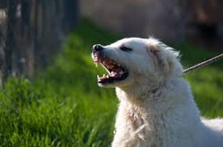 Corriere aggredito da cani in centro a Roccamontepiano: salvato dai residenti