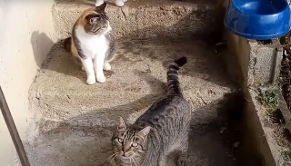 Chieti Scalo, quattro gattini chiusi in una busta e lasciati vicino ai rifiuti: salvati in extremis