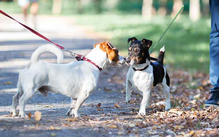 Prima multa a Chieti con la nuova “Legge Brambilla”: cane tenuto alla catena, proprietario sanzionato