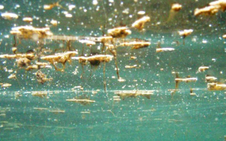 Ortona e San Vito, scatta l’allerta per l’alga tossica Ostreopsis ovata