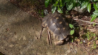Chieti, ritrovata alla Villa Comunale la testuggine rubata mesi fa