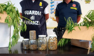 Scoperta maxi-piantagione di marijuana tra i boschi di Giuliano Teatino: sequestrati oltre 20 kg di droga