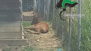 Maltrattavano un cervo e si vantavano sui social: denunciati due uomini